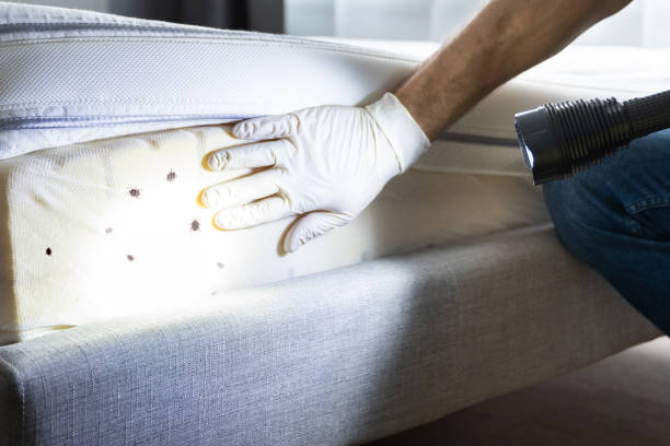 Best Ant Control Services  in Mount Carroll, IL