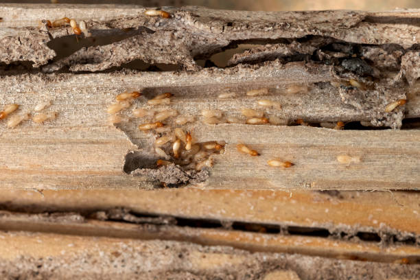 Best Pest Inspection Near Me  in Mount Carroll, IL